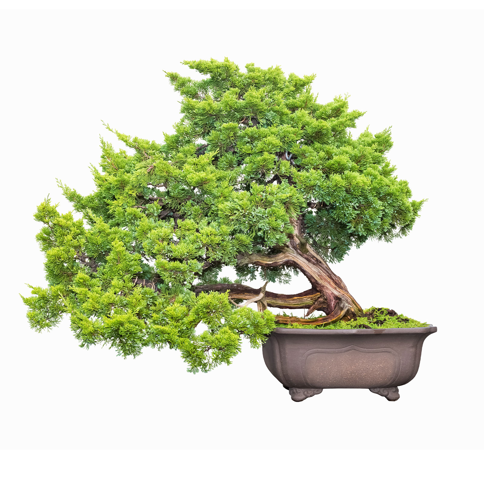 prodotto ecommerce bonsai