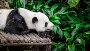 google panda e il suo impatto nella seo
